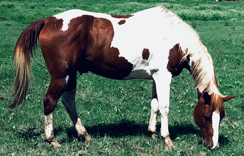 “Green Pastures, Paint”