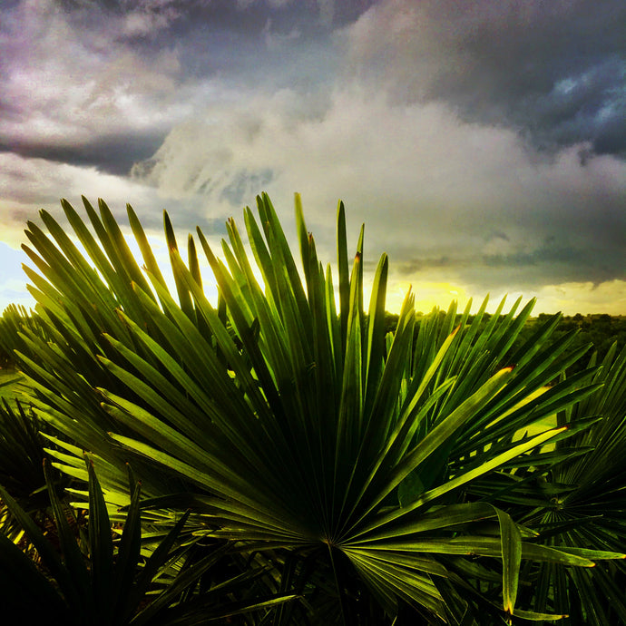 “Large Palm, Sunset”