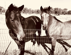 “Brown and White Duo”