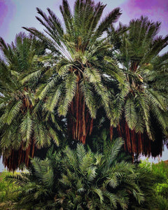 "Terlingua Palm"